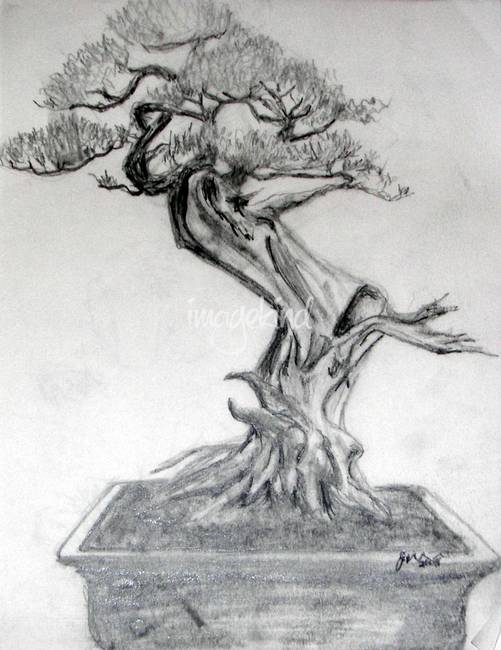 501x650 Stunning Bonsai Drawings And Illustrations For Sale On Fine Art - Bonsai Drawing