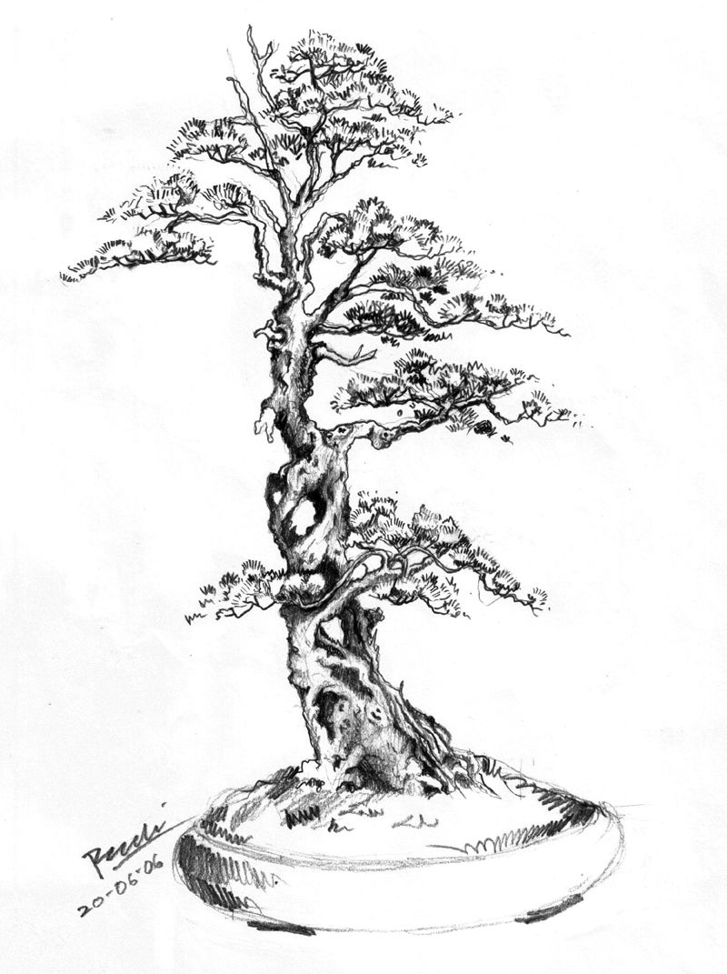 800x1071 Drawing Pictures Rudi Has Over Bonsai Of Various Tropical - Bonsai Drawing