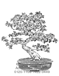 232x300 Acclaim Images - Bonsai Drawing