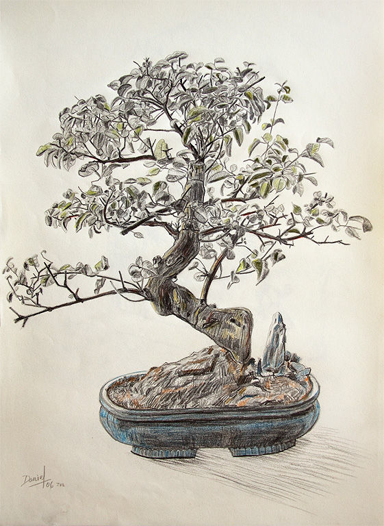 561x768 bonsai daniel formigo - Bonsai Drawing