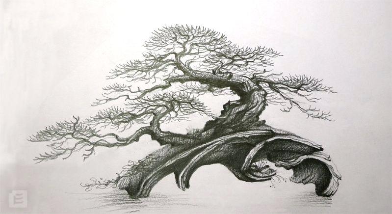 799x436 Bonsai Tree Drawing Nova Atelier Bonsai Element Bonsai Tree - Bonsai Tree Drawing