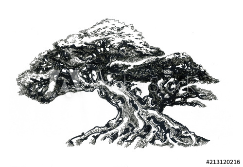 500x343 Bonsai Tree, Drawing - Bonsai Tree Drawing