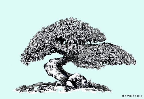 500x346 Bonsai Tree, Drawing Stock Photo And Royalty Free Images - Bonsai Tree Drawing