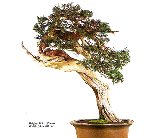 488x461 Bonsai Tree Drawing Your Bonsai - Bonsai Tree Drawing