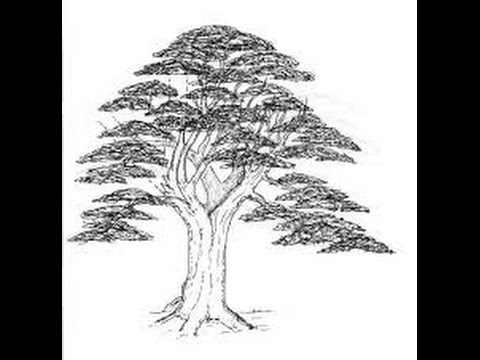 480x360 How To Draw A Bonsai Tree Easily Part Two - Bonsai Tree Drawing