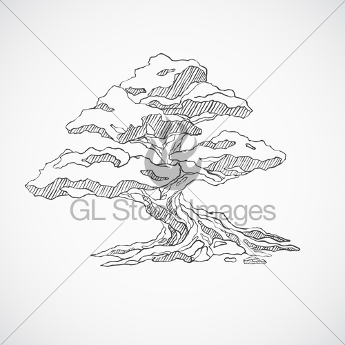 500x500 Sketched Bonsai Tree Gl Stock Images - Bonsai Tree Drawing