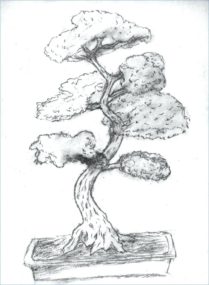 Bonsai Tree Coloring Page Free Printable Coloring Pages