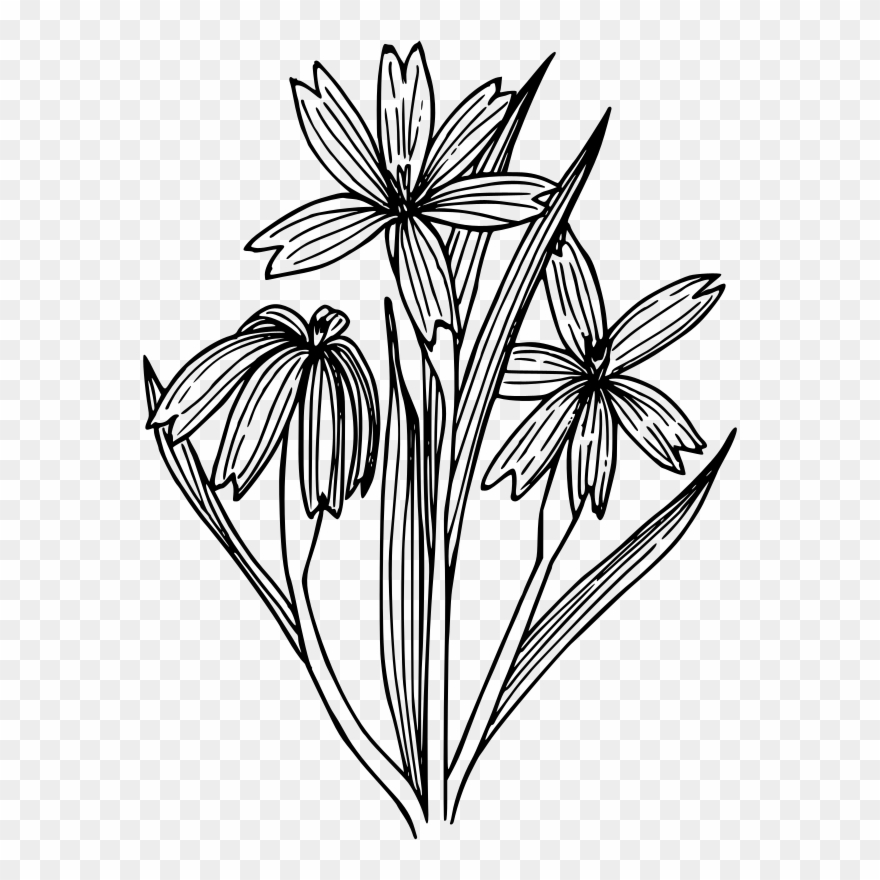 880x880 Blue Eyed Grass Drawing Line Art Coloring Book Flowering - Book Drawing Outline