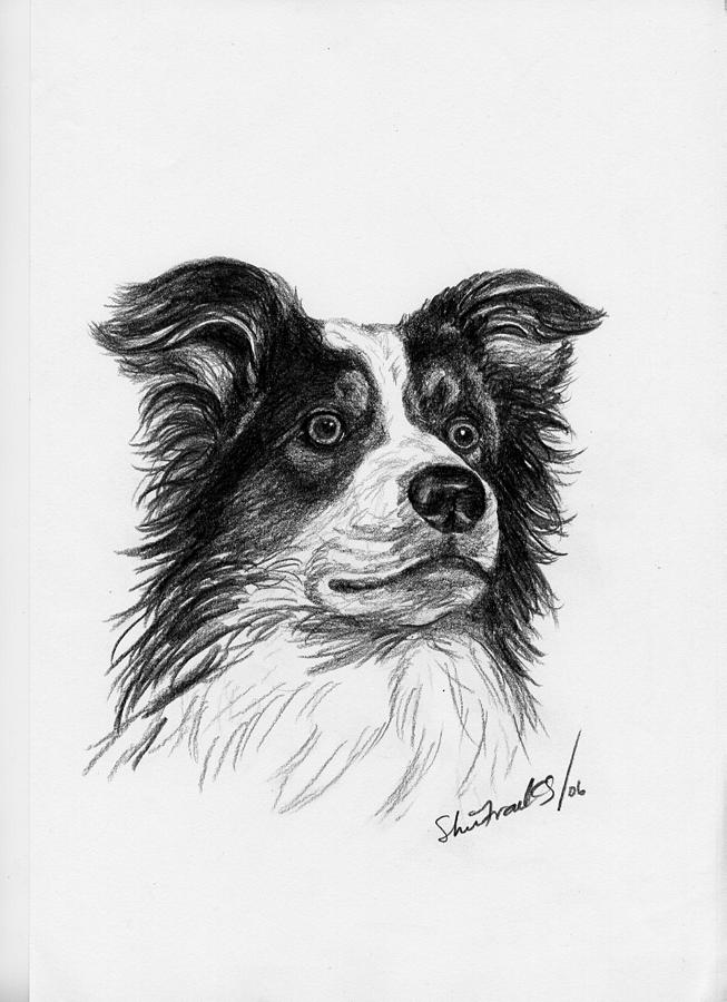 653x900 Border Collie Drawing - Border Collie Drawing
