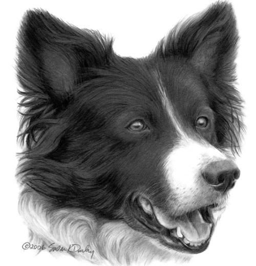 500x519 Border Collie Portrait - Border Collie Drawing