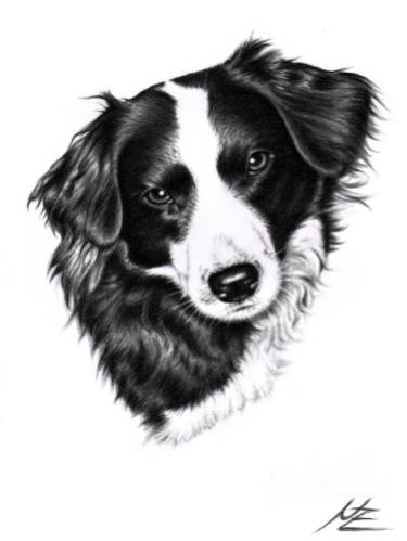 375x499 Border Collie Portrait Drawing - Border Collie Drawing