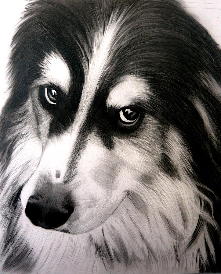 724x900 Border Collie Portrait Drawing - Border Collie Drawing