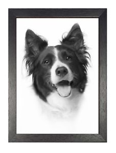 227x300 Border Collie Stunning Drawing Sheepdog Picture Black White - Border Collie Drawing