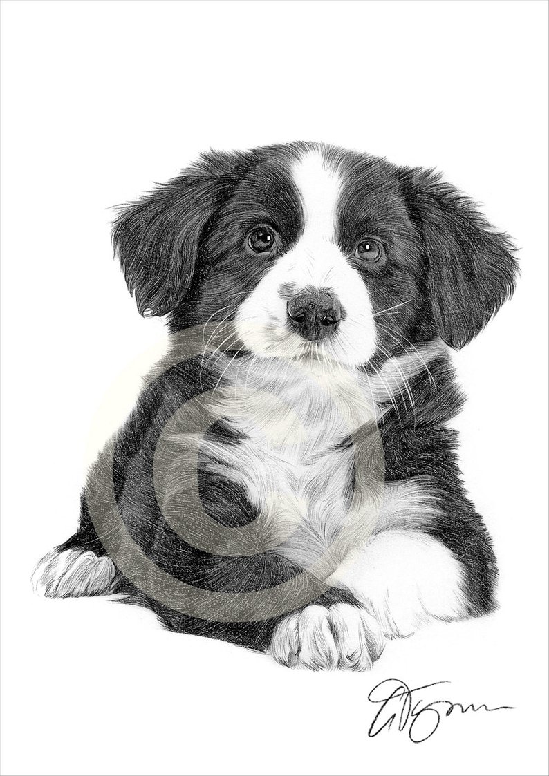 794x1123 Border Collie Puppy Artwork Dog Pencil Drawing Print Art Etsy - Border Collie Drawing