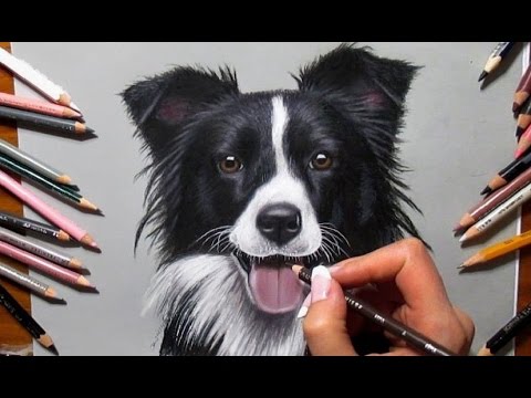 480x360 Colored Pencil Drawing Border Collie - Border Collie Drawing