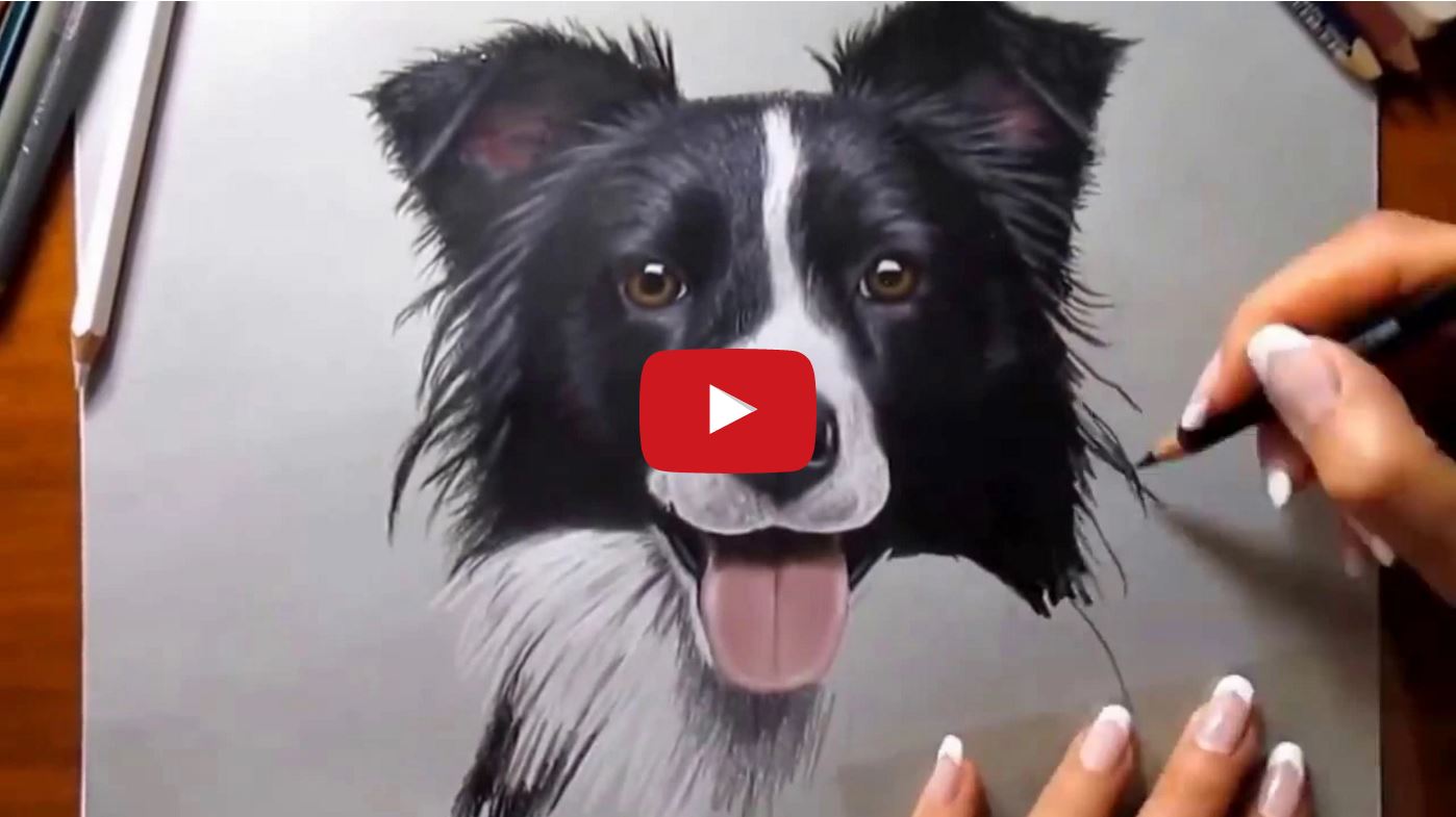 1398x785 Drawing A Border Collie Border Collie Fan Club - Border Collie Drawing