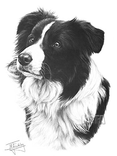 375x500 Gdf Galleries Border Collie Drawing Giclee Print - Border Collie Drawing