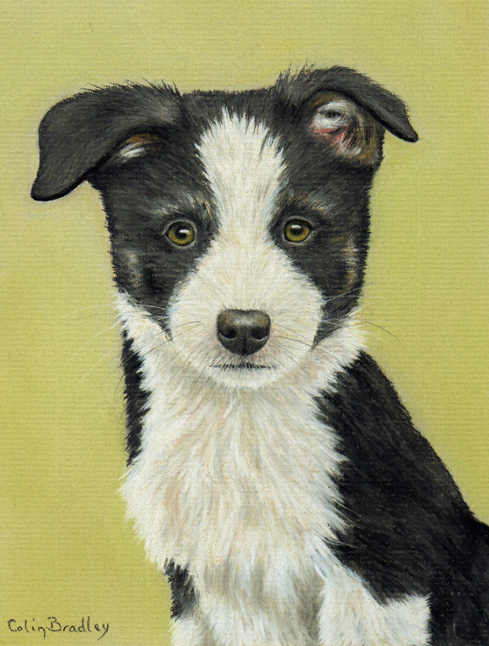 1613x2131 How To Draw A Border Collie Puppy Using Pastel Pencils Colin - Border Collie Drawing