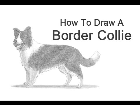 480x360 How To Draw A Dog - Border Collie Drawing