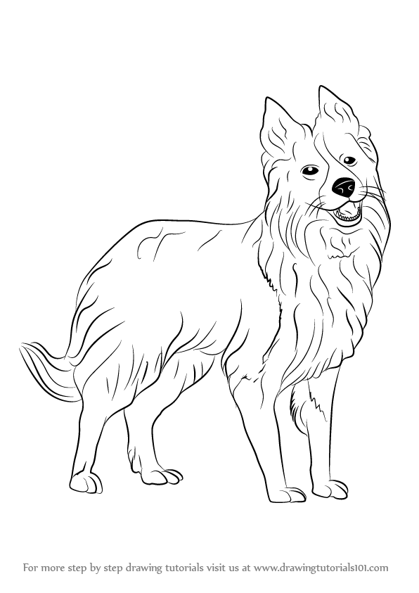 596x843 Learn How To Draw Border Collie - Border Collie Drawing