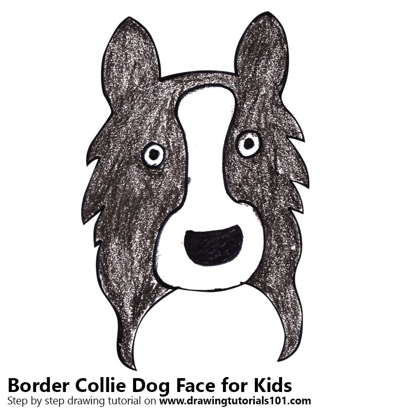 800x800 Learn How To Draw A Border Collie Dog Face For Kids - Border Collie Drawing