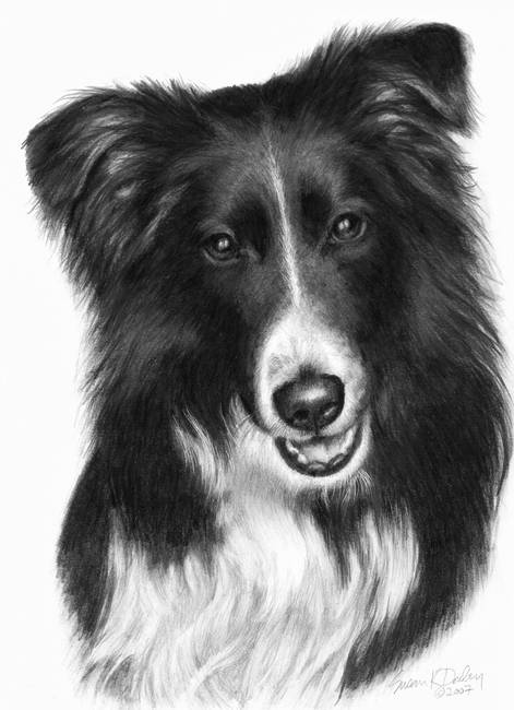 Border Collie Drawing at PaintingValley.com | Explore collection of ...