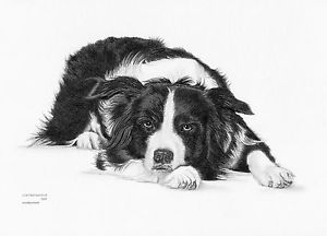 300x216 Border Collie - Border Collie Drawing