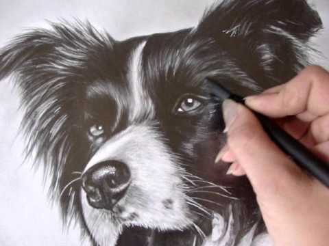 480x360 Border Collie - Border Collie Drawing
