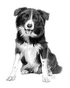 240x300 Border Collie Drawing - Border Collie Drawing