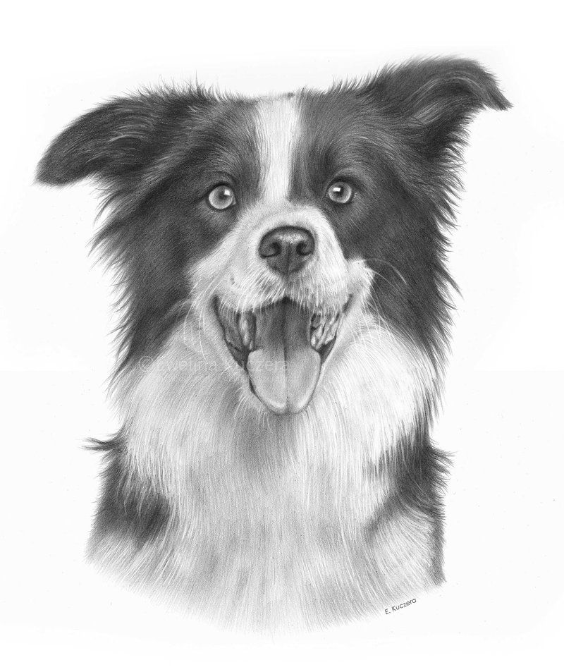 800x953 Border Collie Drawing - Border Collie Drawing