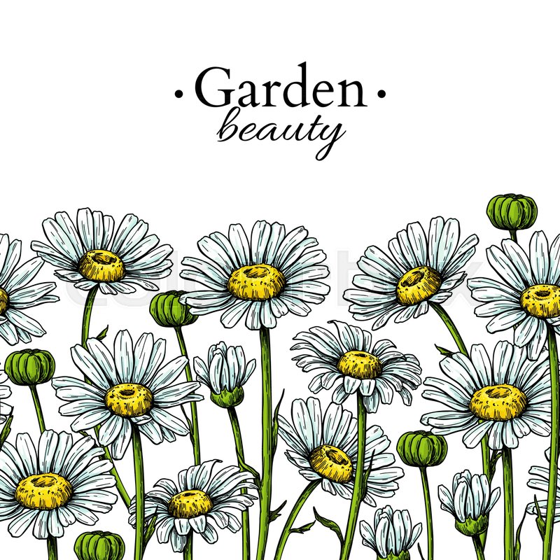 800x800 daisy flower border drawing vector stock vector colourbox - Border Drawing