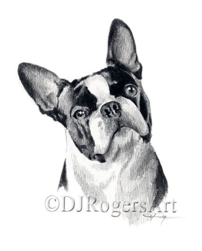 Boston Terrier Drawing