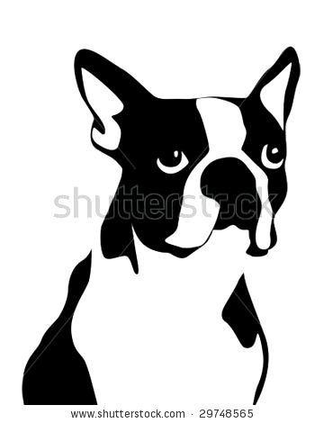 360x470 Boston Terrier Face Drawing Photo - Boston Terrier Drawing