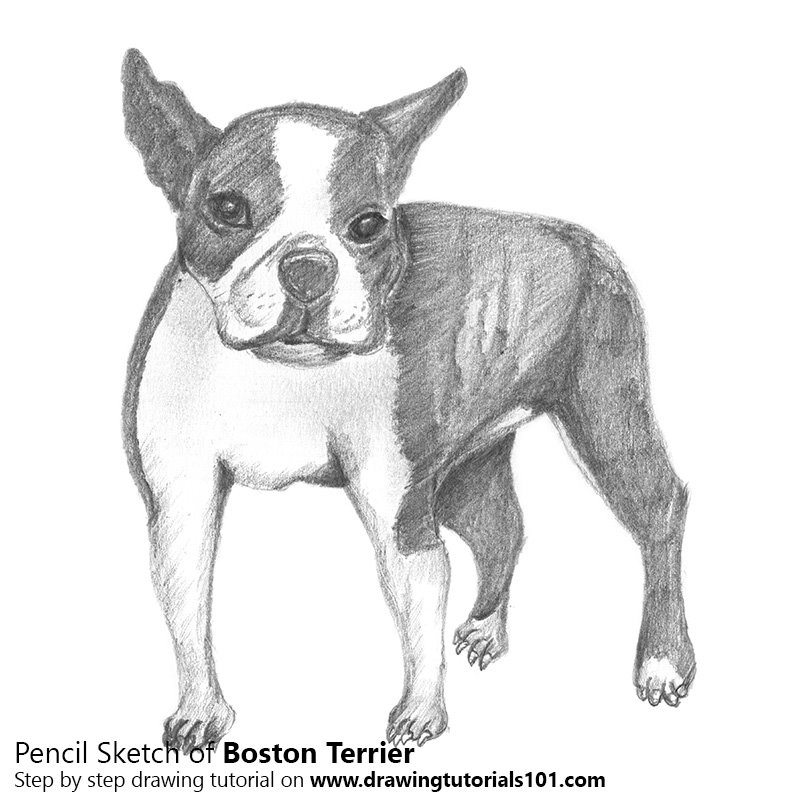 800x800 Boston Terrier Pencil Drawing - Boston Terrier Drawing
