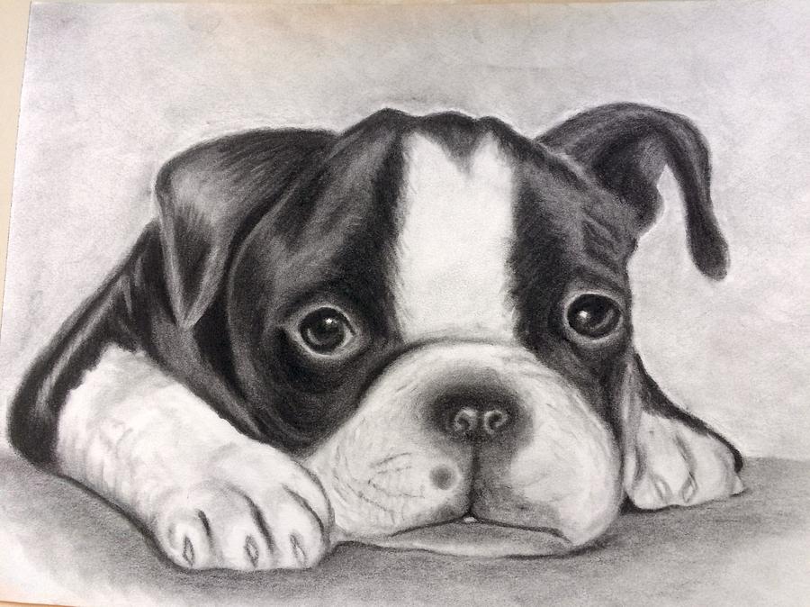900x674 Boston Terrier Puppy Drawing - Boston Terrier Drawing