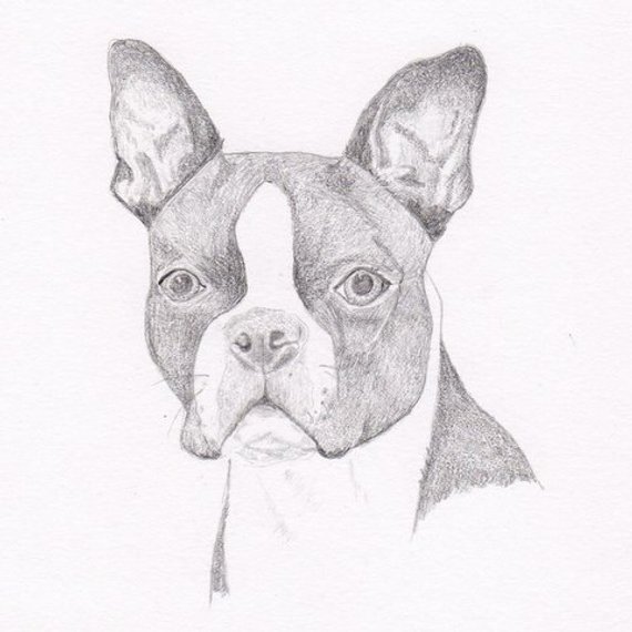 570x570 Boston Terrier Signed Personalized Original Pencil Drawing Etsy - B...
