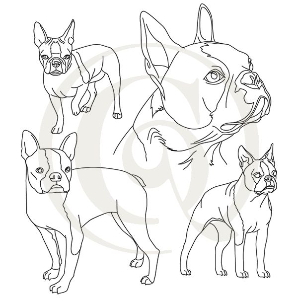 600x600 boston terrier sketch svgdxf dogs drawing craft genesis - Boston Terrier Drawing