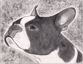 350x270 Boston Terrier Fine Art Drawing - Boston Terrier Drawing