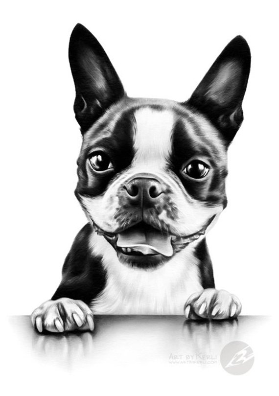 570x809 Boston Terrier Pencil Drawing Original Art - Boston Terrier Drawing