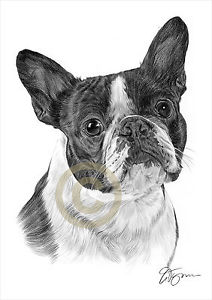 212x300 Dog Boston Terrier Pencil Drawing Art Size - Boston Terrier Drawing