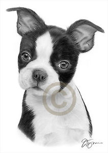 212x300 Boston Terrier Artwork Print - Boston Terrier Drawing