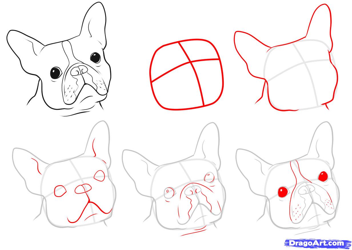 1232x876 Draw A Boston Terrier, Step - Boston Terrier Drawing