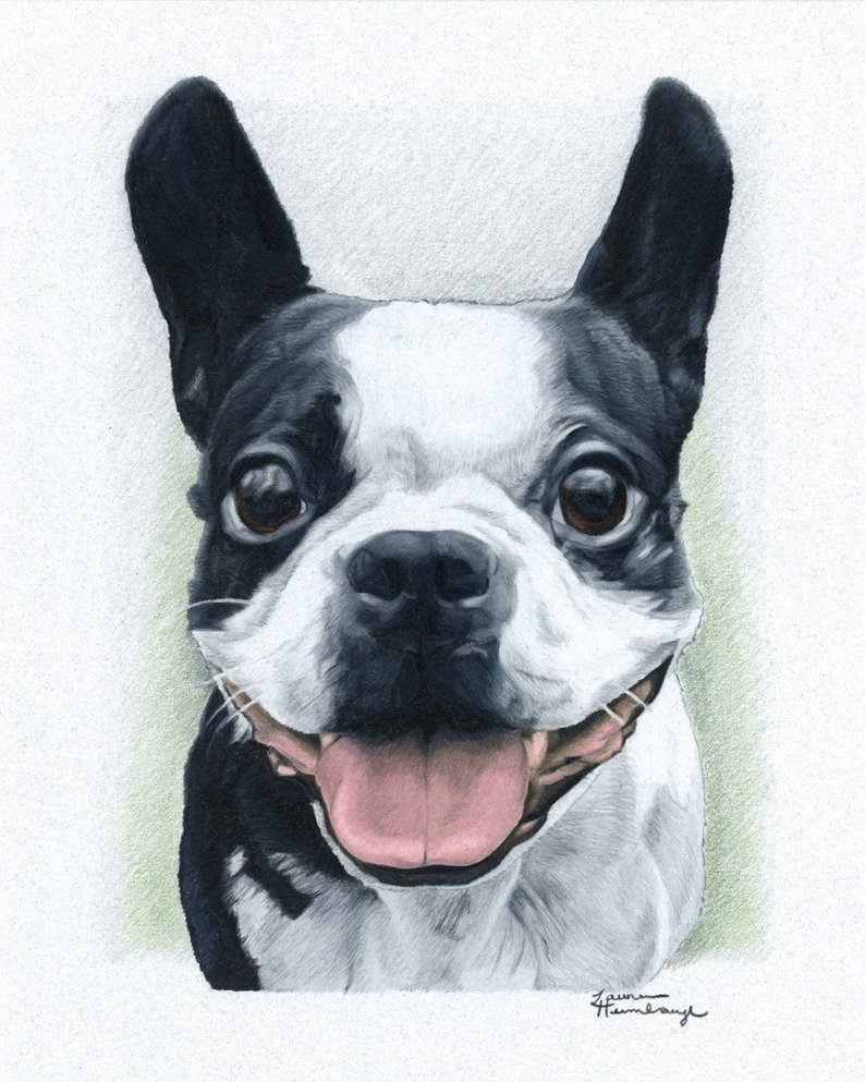 Print Of Boston Terrier Drawing Etsy - Boston Terrier Drawing. 