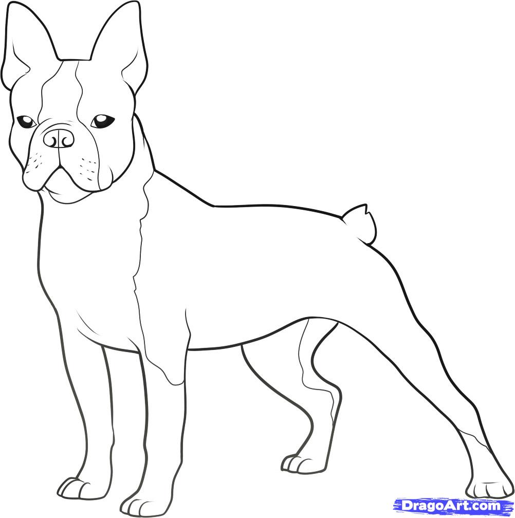 1002x1008 Step How To Draw A Boston Terrier - Boston Terrier Drawing