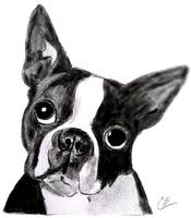 Boston Terrier Drawing at PaintingValley.com | Explore collection of ...