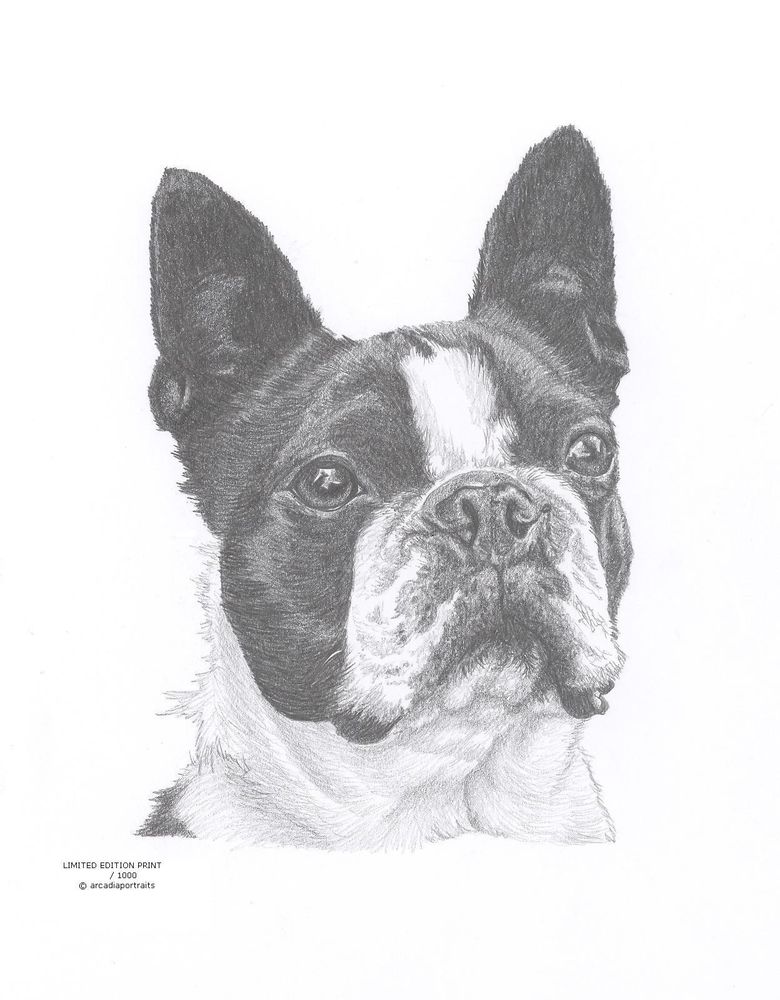 780x1000 Boston Terrier Dog Limited Edition Art Drawing Print Signed - Boston Terrier Drawing