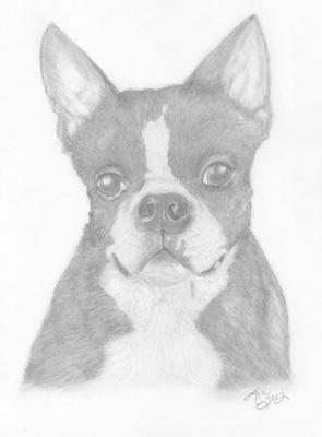 295x400 Blackjack - Boston Terrier Drawing