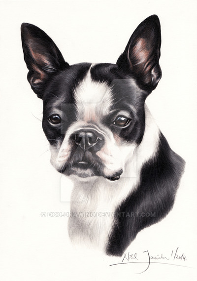 Best Ever How To Draw A Boston Terrier Dog - wallpaper cute