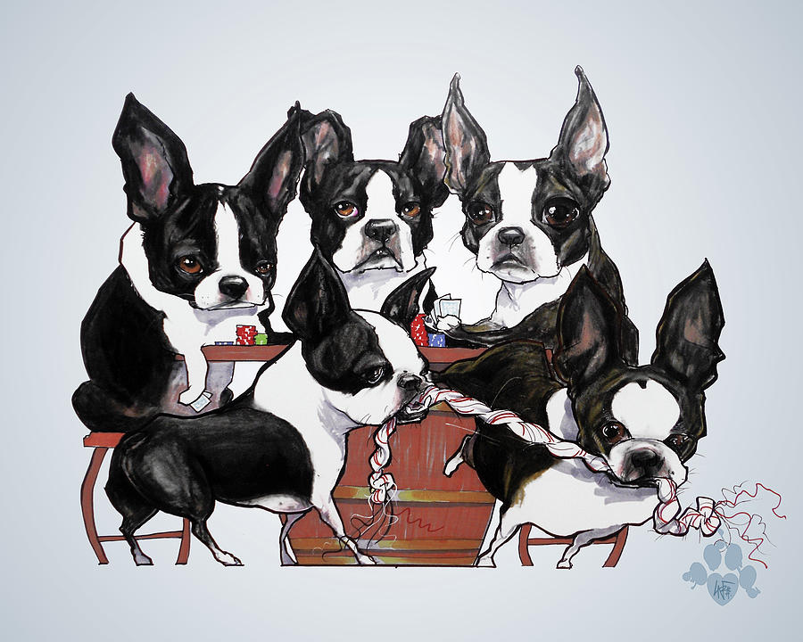 900x720 Boston Terrier - Boston Terrier Drawing