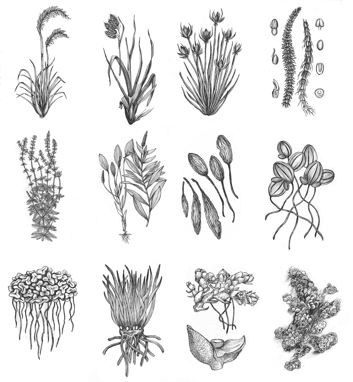 1200x1301 botanical drawings on pantone canvas gallery - Botanical Drawings